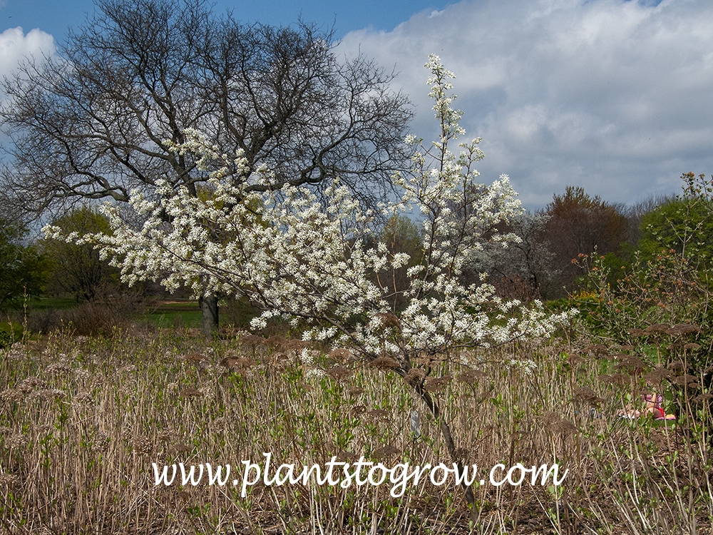 Allegheny Serviceberry (Amelanchier laevis)